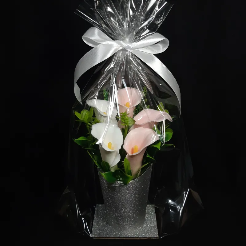 5 kala u kartonskoj saksiji